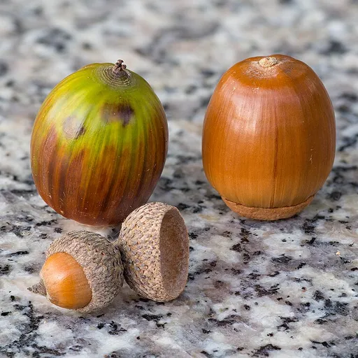 acorn