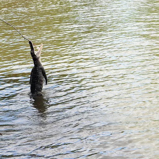 alligator