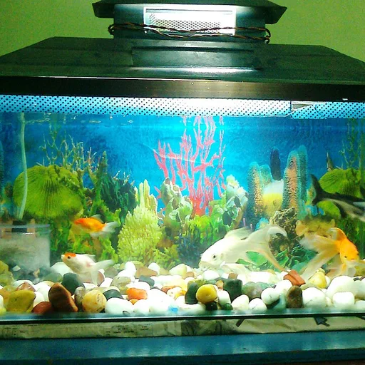 aquarium