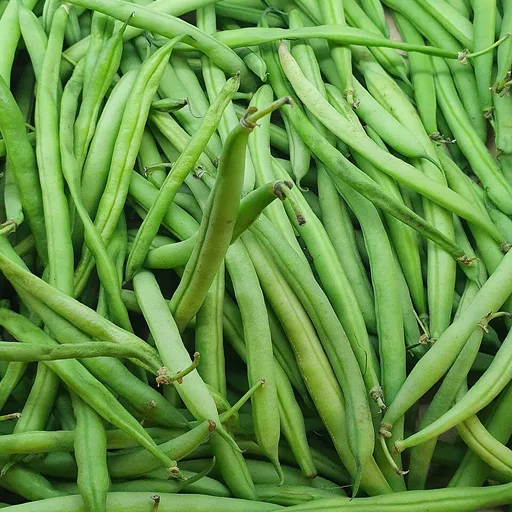 bean