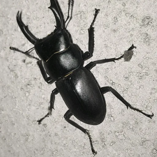 beetle