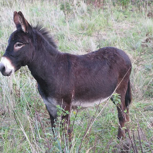 donkey
