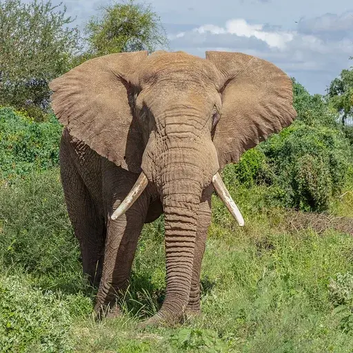 elephant