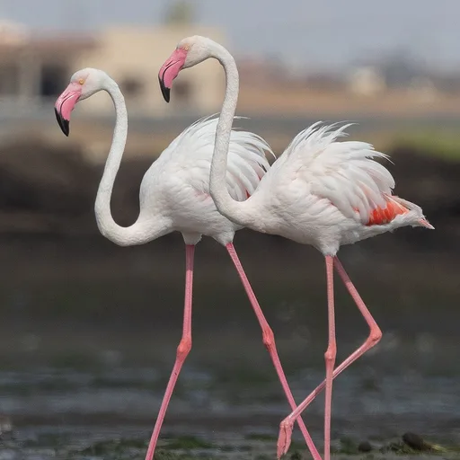 flamingo
