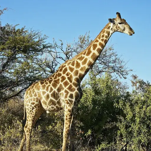 giraffe