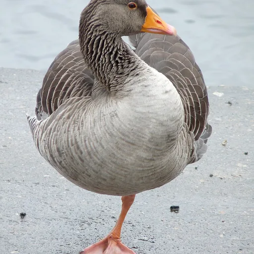 goose