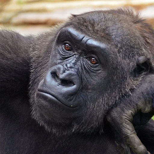 gorilla