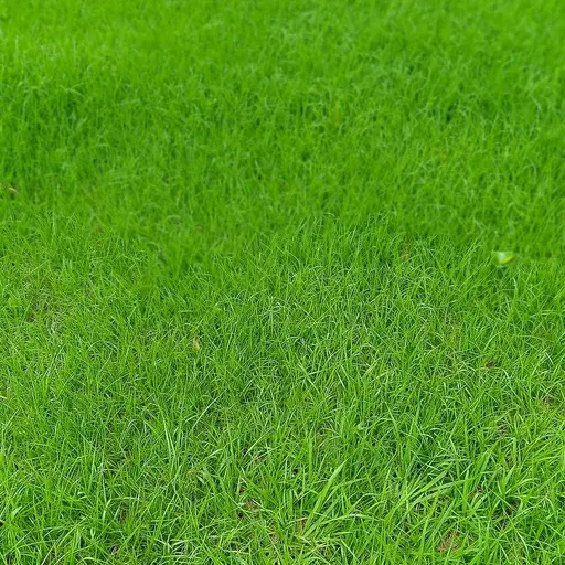 grass