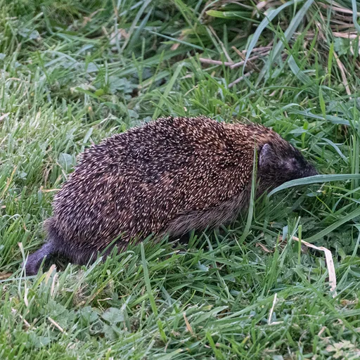 hedgehog
