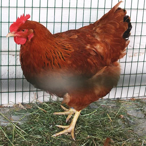 hen
