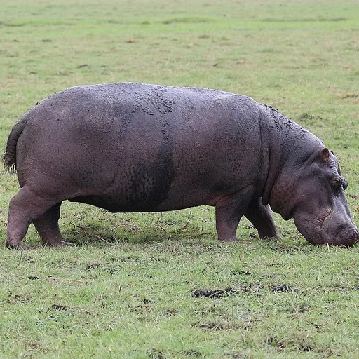 hippo