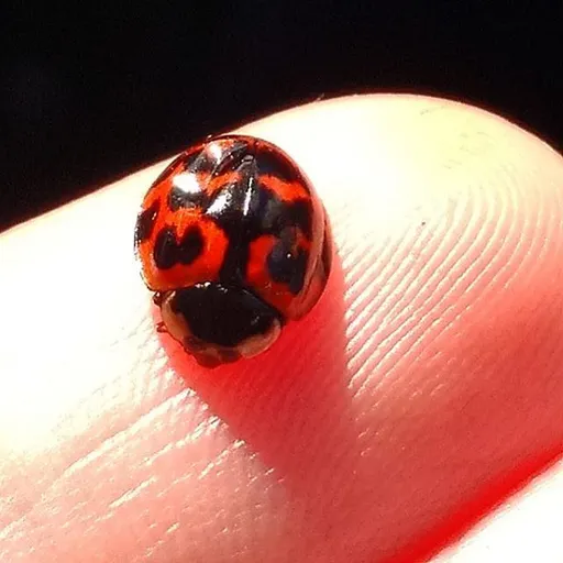 insect