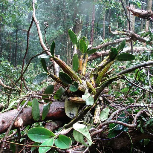 jungle