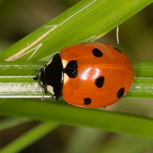 ladybug