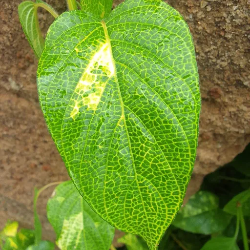 leaf