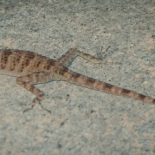 lizard