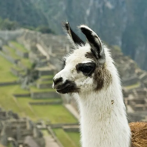 llama