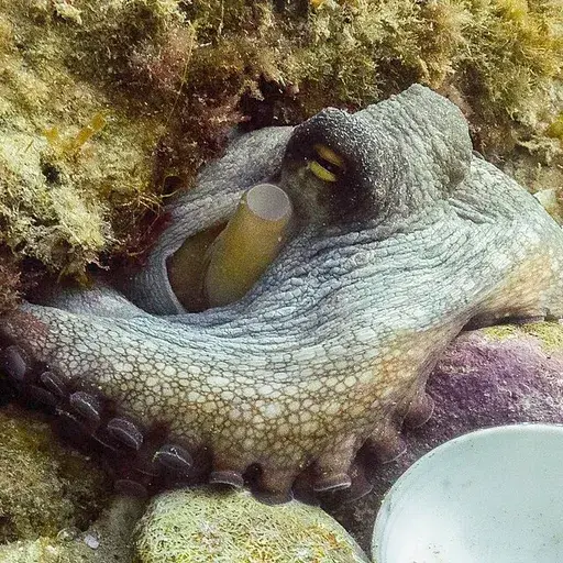octopus