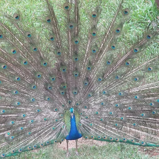 peacock