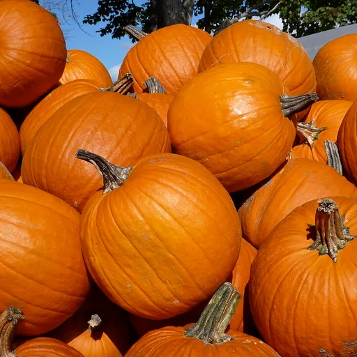 pumpkin