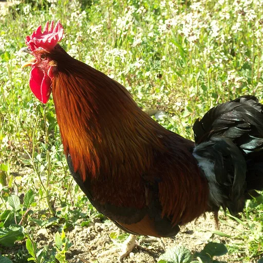 rooster