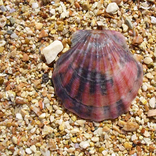 seashell