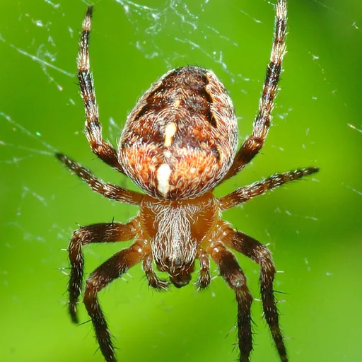 spider