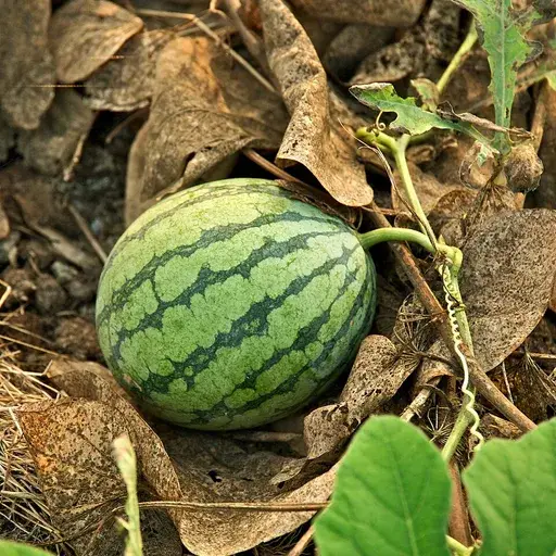 watermelon