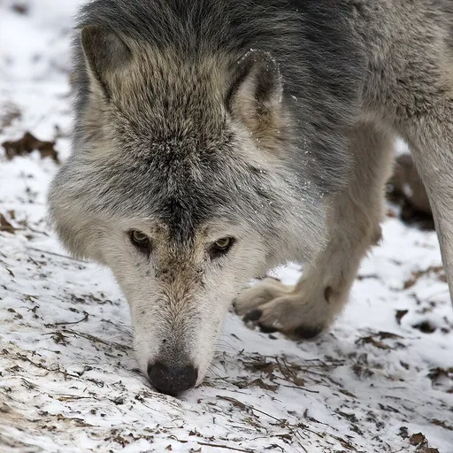 wolf