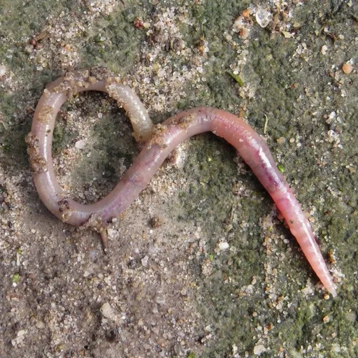 worm