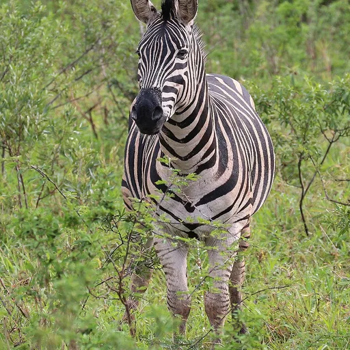 zebra